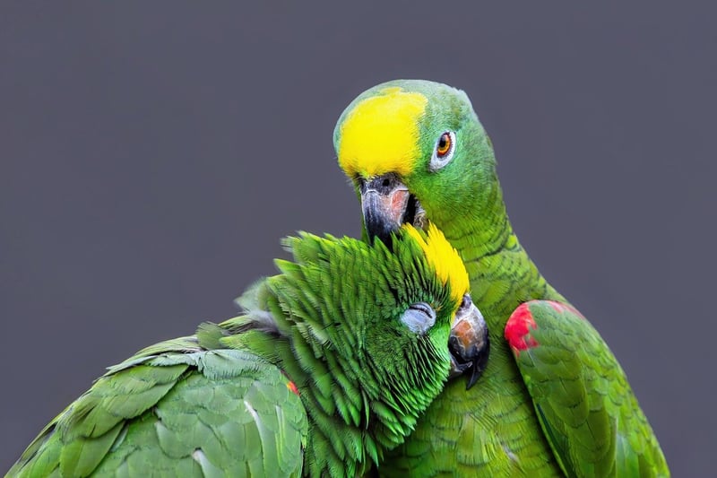Amazon Rainforest