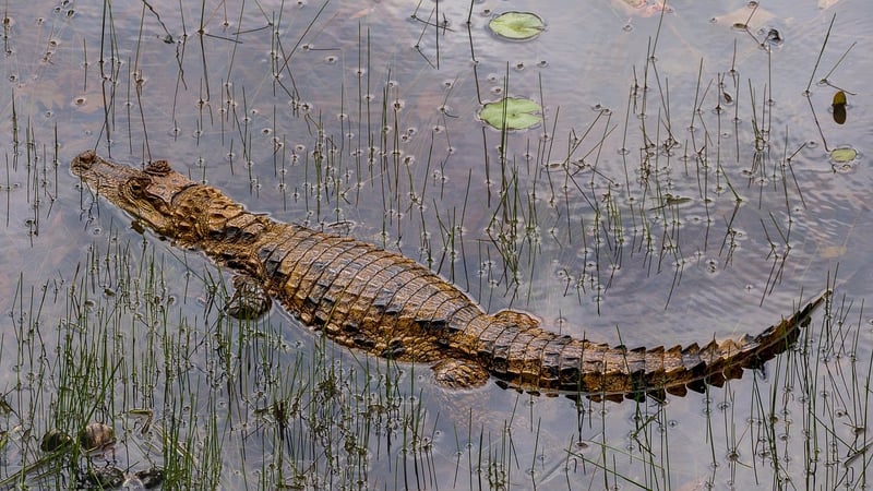 Crocodile in the wild